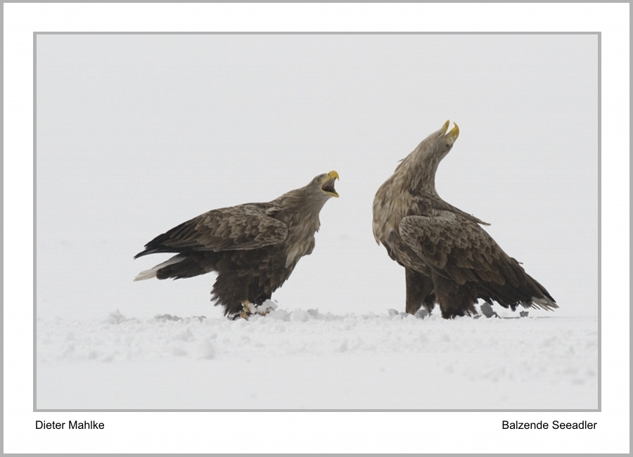  - Mahlke-Dieter_01_Balzende-Seeadler