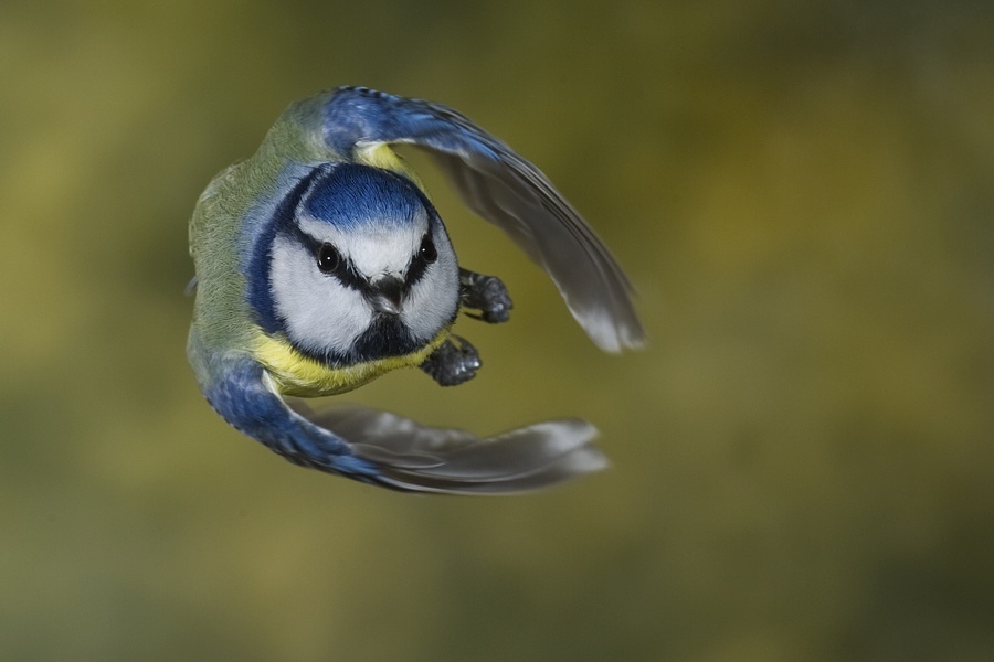 Blaumeise-Foto-Dieter Mahlke-Web