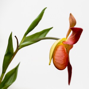 R.Irmer-Orchideen-0542