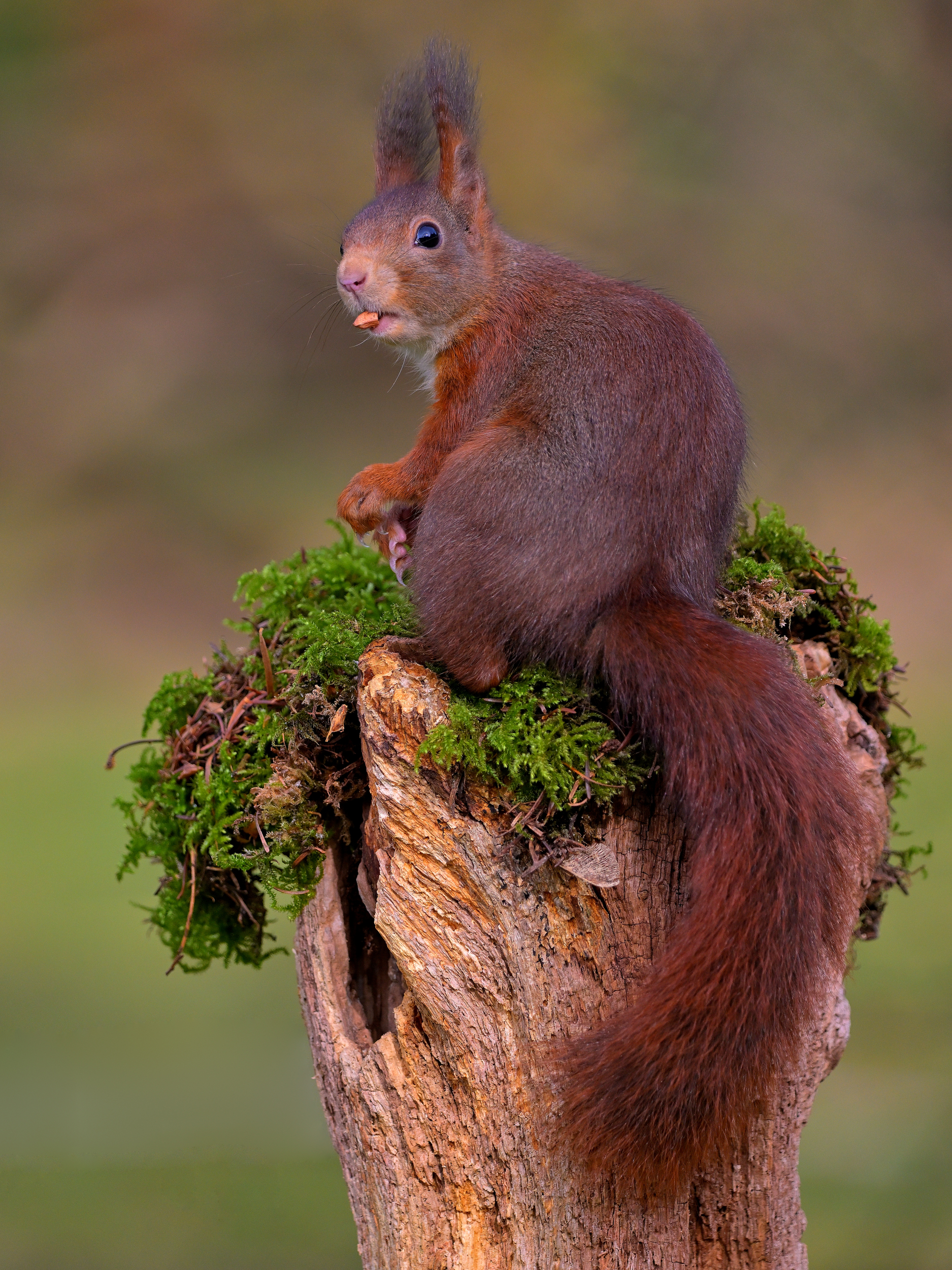 Eichhörnchen am Hochsitz. Foto: Franz Hasse